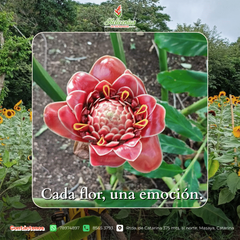 Heliconias de Nicaragua (Tour de los Girasoles 🌻) — fotografía 3