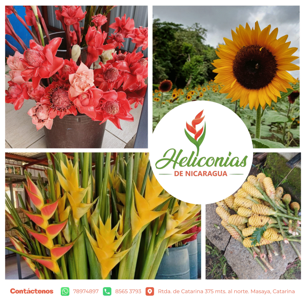 Heliconias de Nicaragua (Tour de los Girasoles 🌻) — fotografía 1