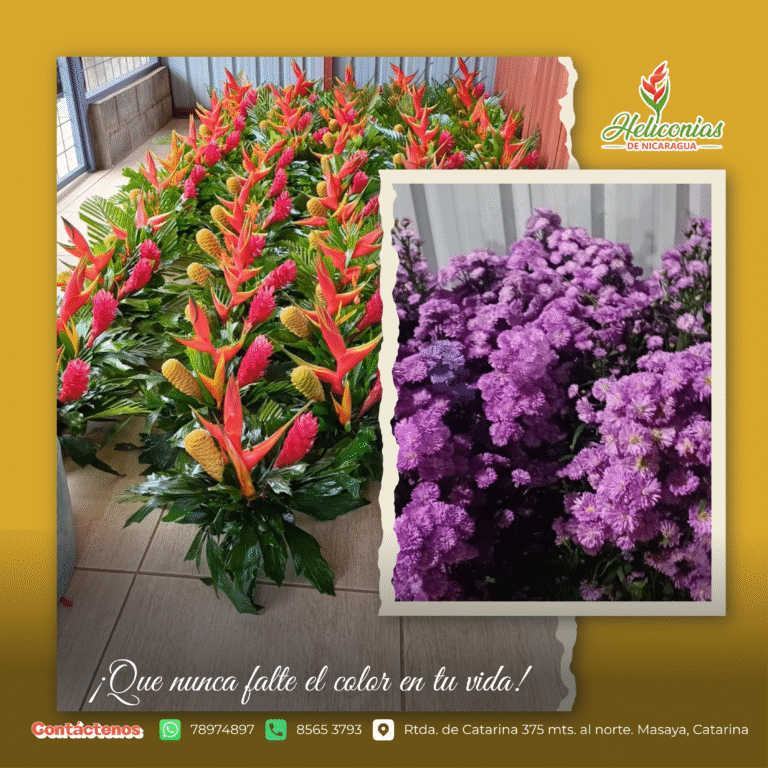 Heliconias de Nicaragua (Tour de los Girasoles 🌻) — fotografía 2
