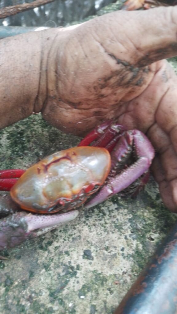 Cooperativa de pescadores del pacifico primero de septiembre — fotografía 1