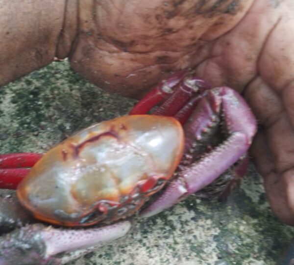Cooperativa de pescadores del pacifico primero de septiembre