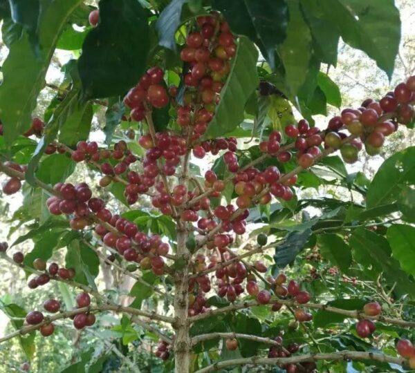 Café Molido Jinotega