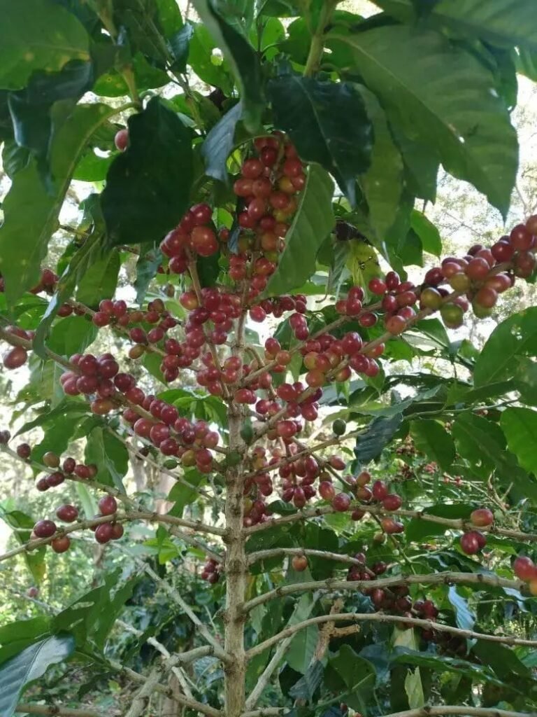 Café Molido Jinotega — fotografía 9