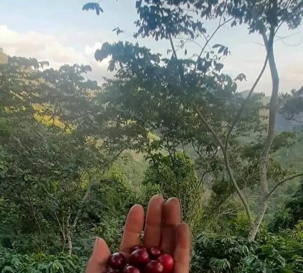 Café Molido Jinotega