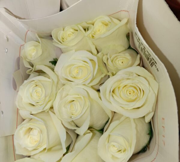 FLORISTERIA SANTA ANA